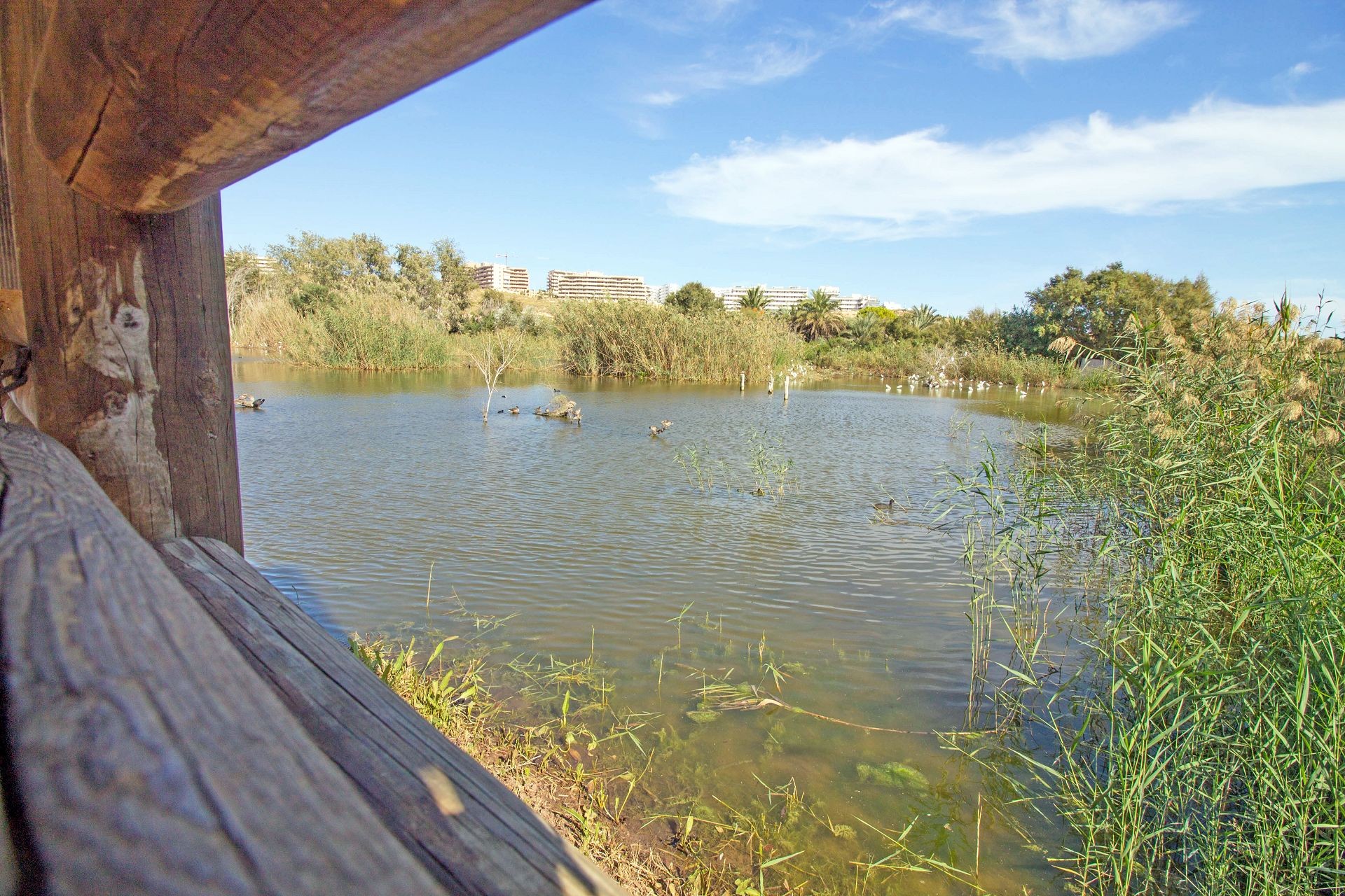 Casa Jardin Salamandra - Gran Alacant photograph 68